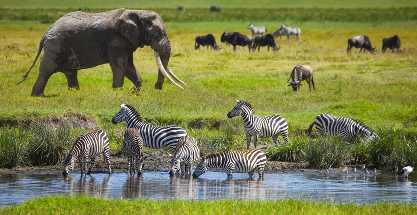 6 Days Tanzania Group Safari