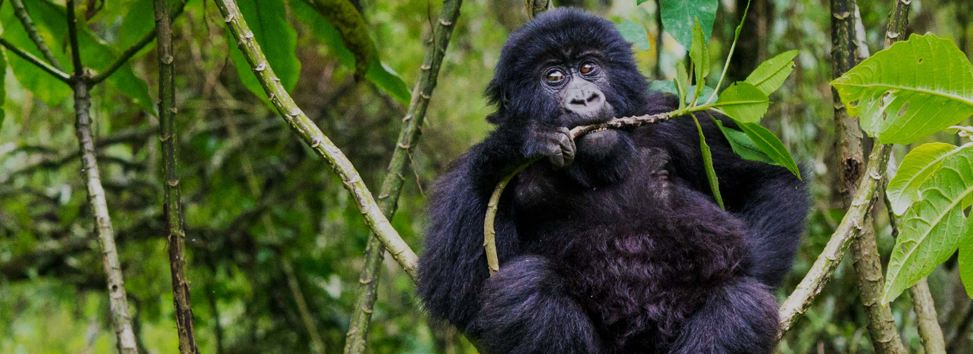 Tanzania Gorilla Trekking