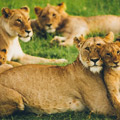 3 Days Tanzania Group Safari