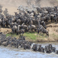4 Days Wildebeest Migration Safari