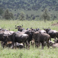 4 Days Wildebeest Migration Safari