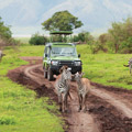 6 Days Tanzania Big Five Safari