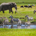 6 Days Tanzania Big Five Safari