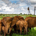 8 Days Tanzania Group Safari