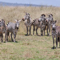 8 Days Tanzania Group Safari