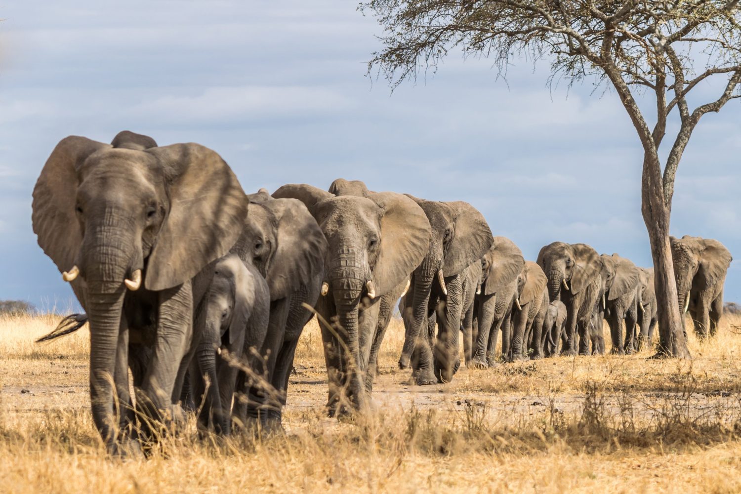 Large elephant herd walking through Tarangire’s baobab-dotted plains