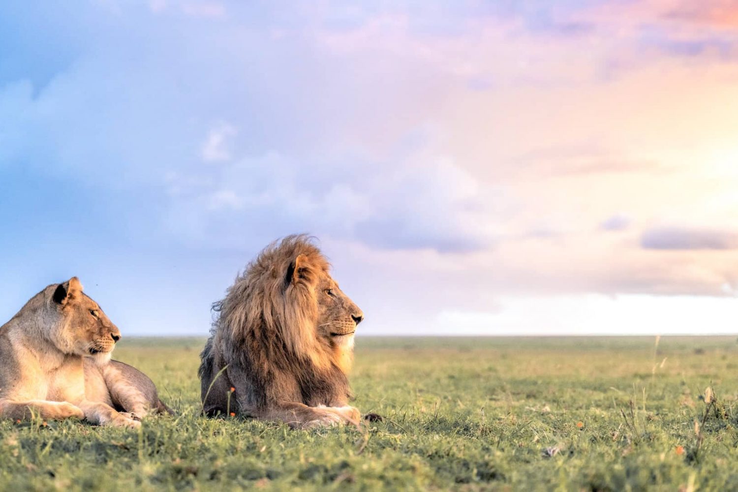 Majestic lion perched on a rocky outcrop in the Serengeti at sunrise, gazing over the golden savanna.