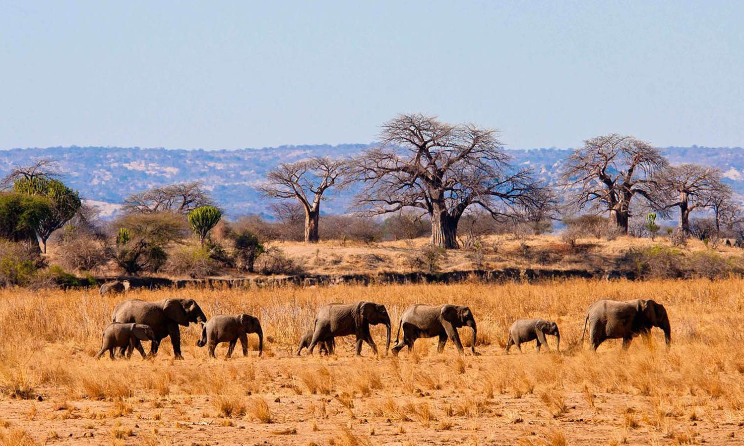 Scenic View of Tarangire National Park