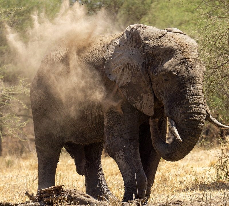 A close-up of a majestic elephant with textured skin in the Serengeti National Park, Tanzania.