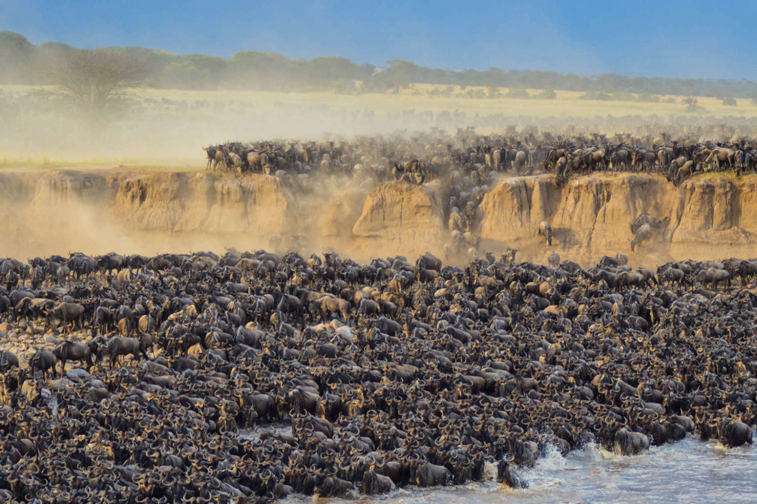 A massive herd of wildebeest crossing the Serengeti plains