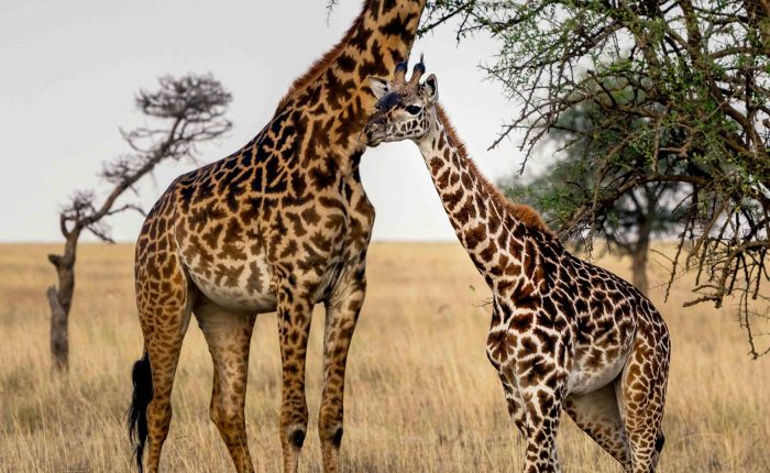 Two giraffes gracefully standing together in the golden savanna, against a stunning African safari backdrop.