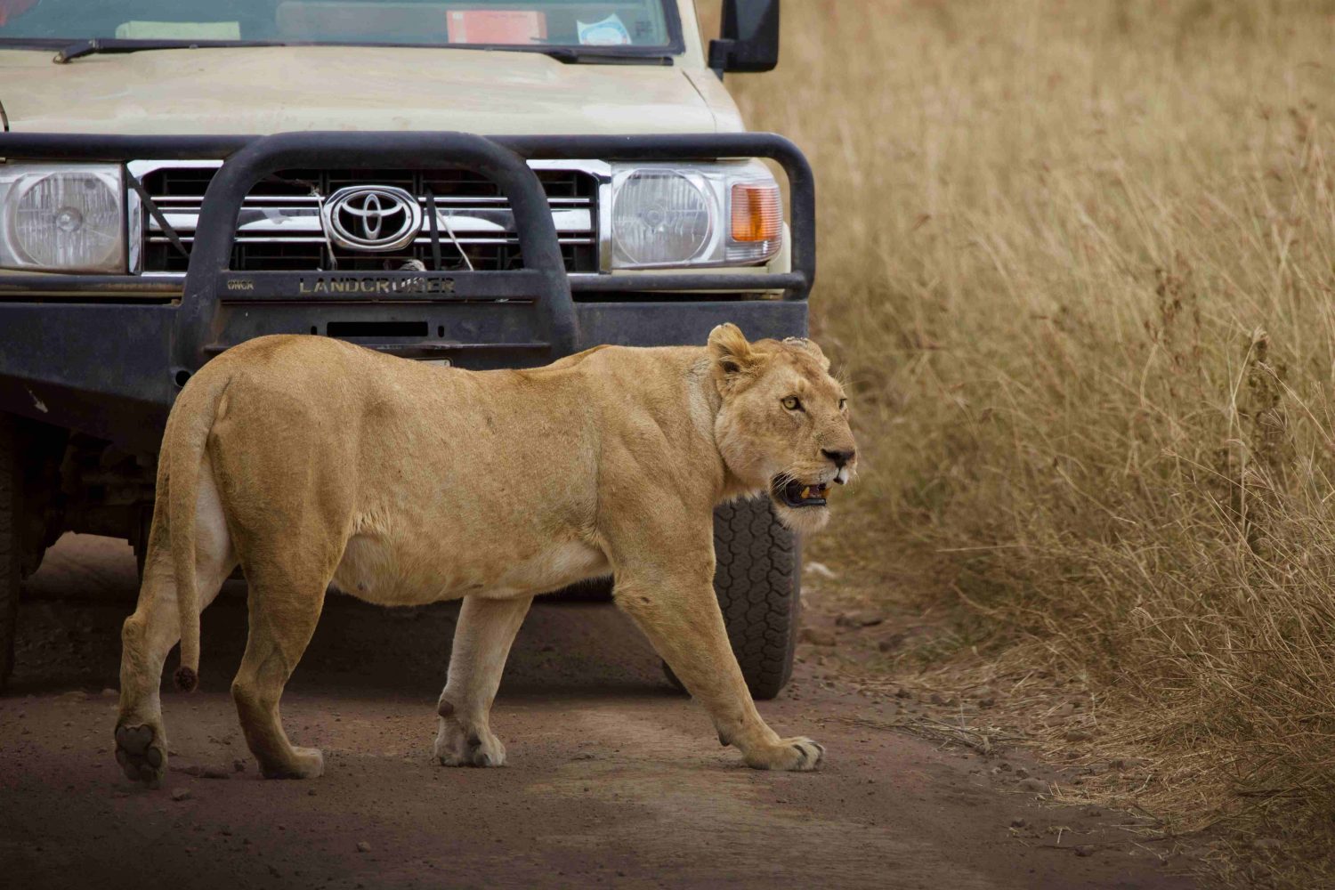 A safari vehicle parked near a herd of elephants during a short 3-day safari in Tanzania.