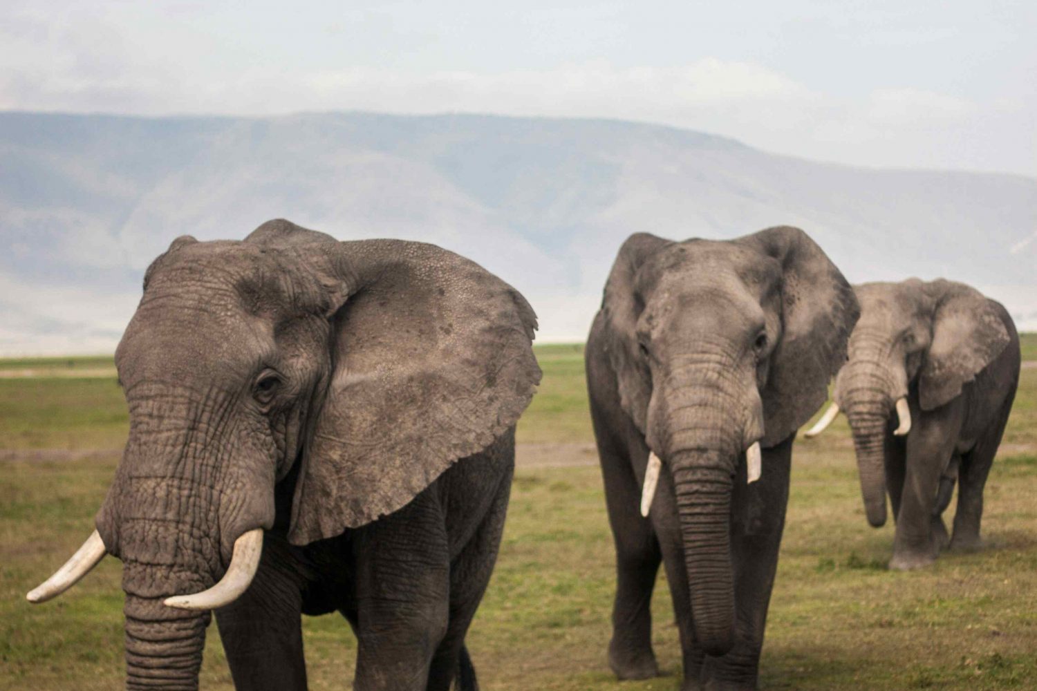 A herd of elephants moving through Tarangire’s baobab-dotted landscape.