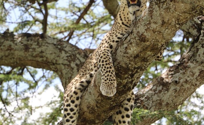 A stealthy leopard resting on an acacia tree branch in Serengeti, gazing into the distance.