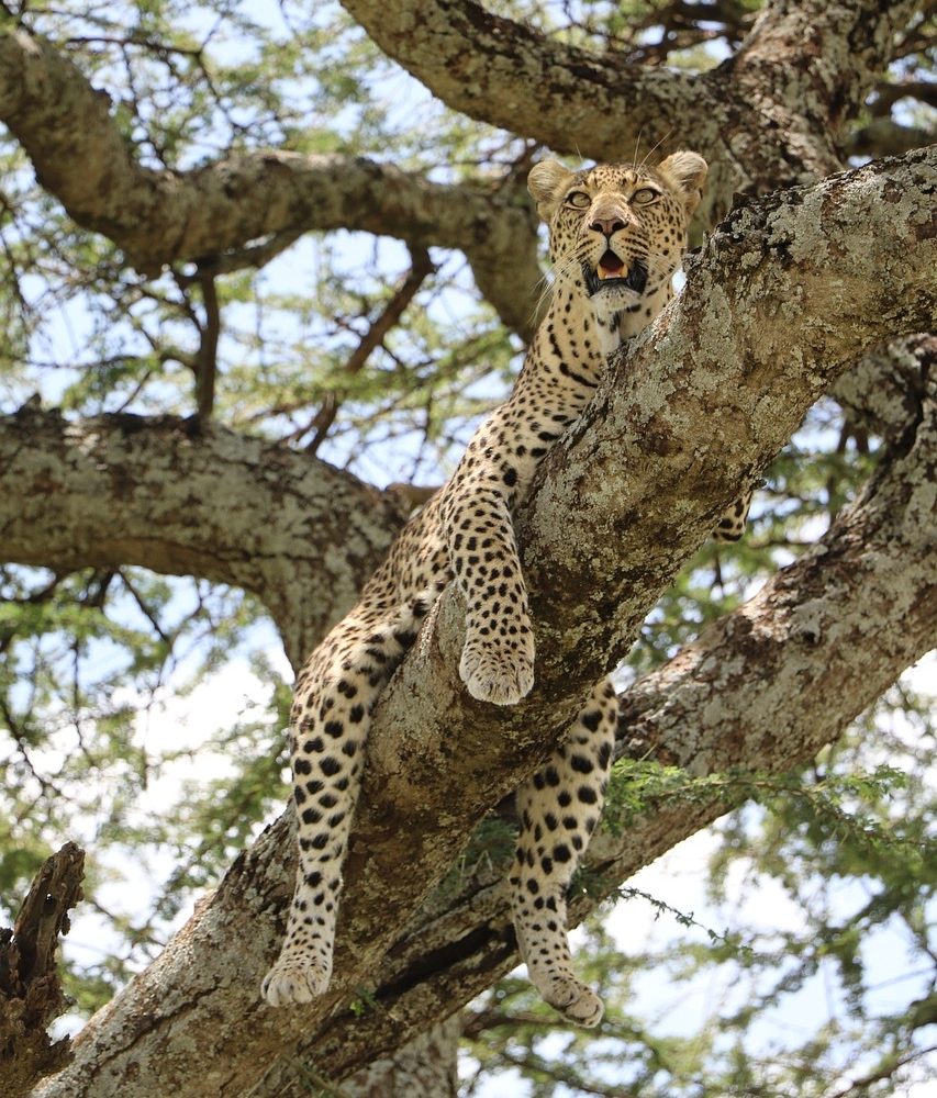 A stealthy leopard resting on an acacia tree branch in Serengeti, gazing into the distance.