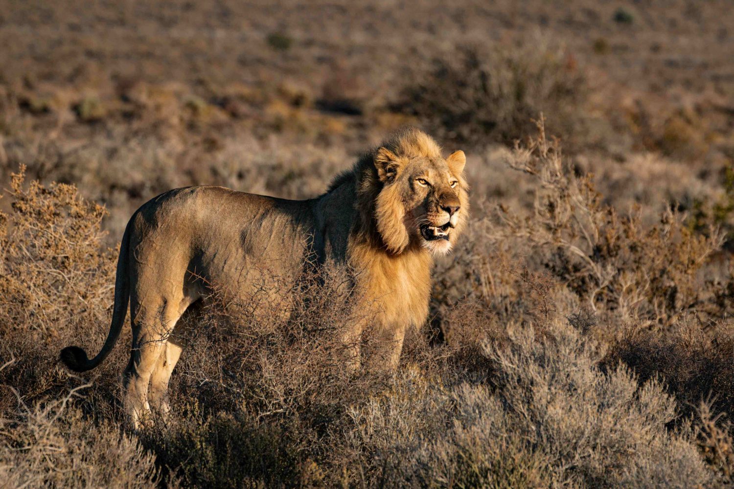 A majestic lion silhouetted against a vibrant sunset in the Serengeti, Tanzania.