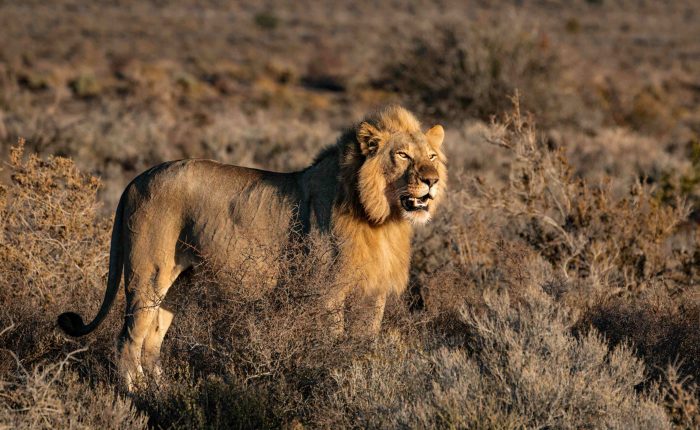 A majestic lion silhouetted against a vibrant sunset in the Serengeti, Tanzania.