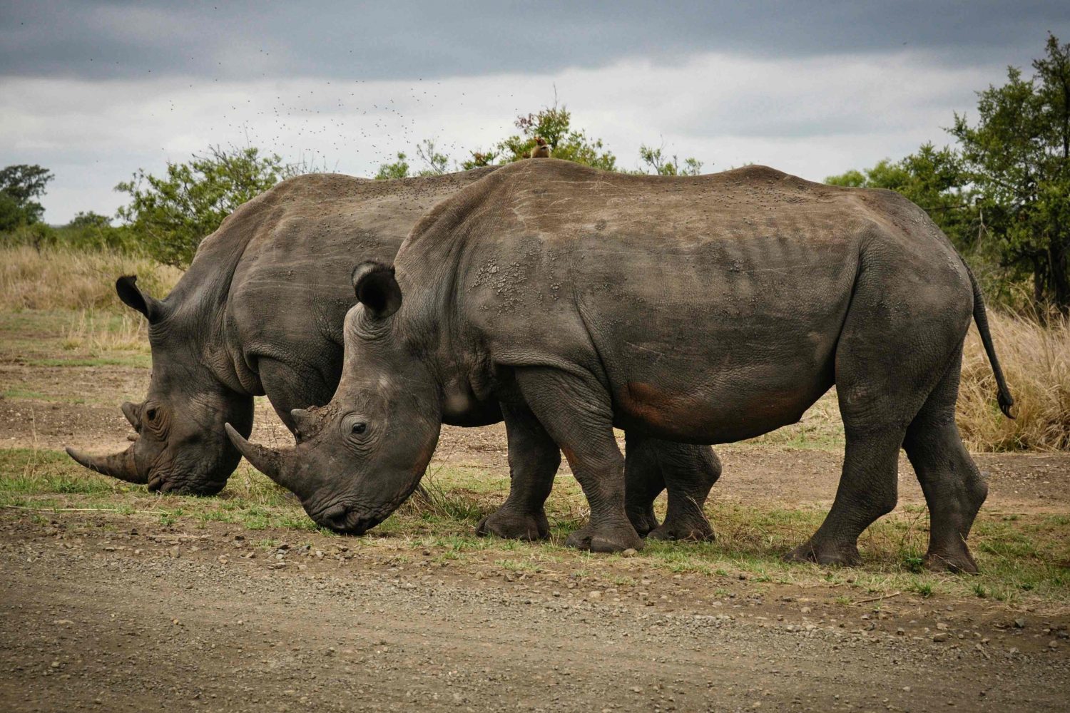 Two rhinos standing close together near a safari trail in Tanzania’s Serengeti National Park during a Big Five tour.