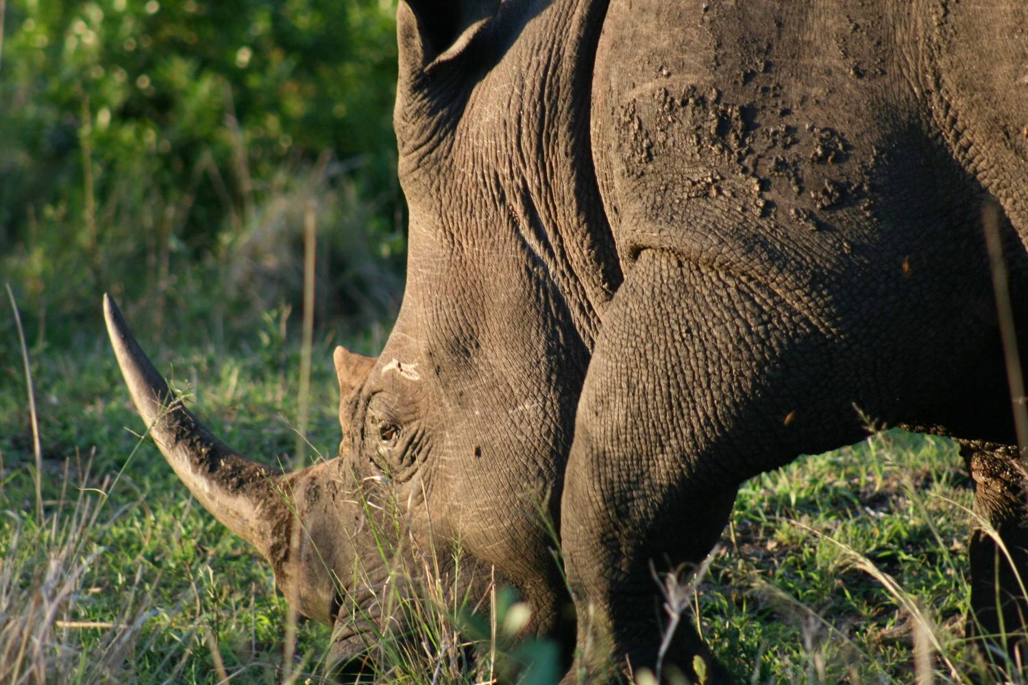 A rare black rhino grazing in the Ngorongoro Crater, with lush green surroundings.