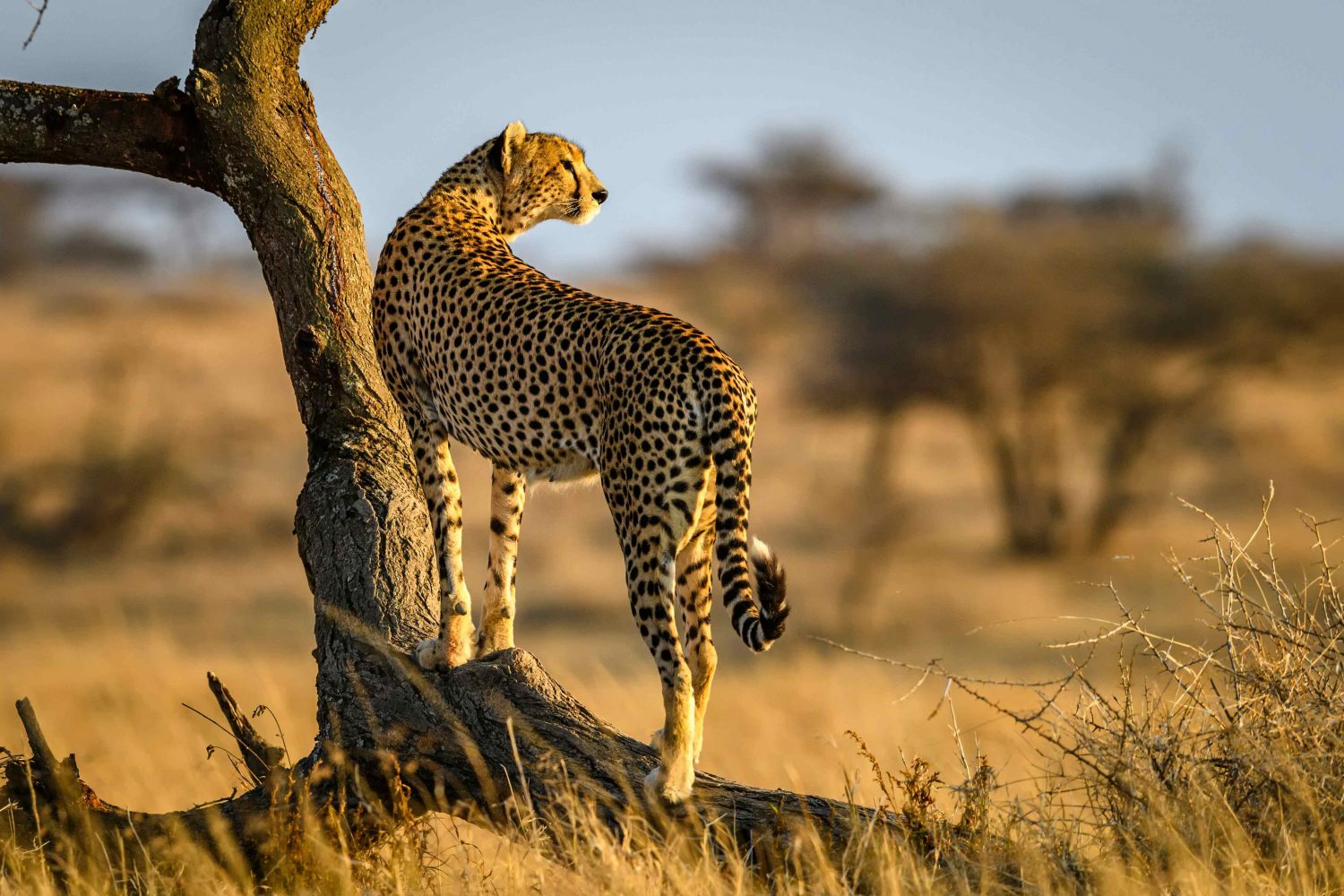 A lone cheetah basking in the warm golden light of the Serengeti, Tanzania, during a Big Five safari.