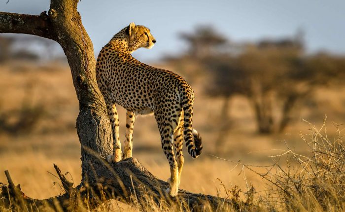 A lone cheetah basking in the warm golden light of the Serengeti, Tanzania, during a Big Five safari.