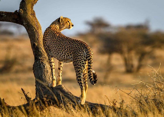 A lone cheetah basking in the warm golden light of the Serengeti, Tanzania, during a Big Five safari.