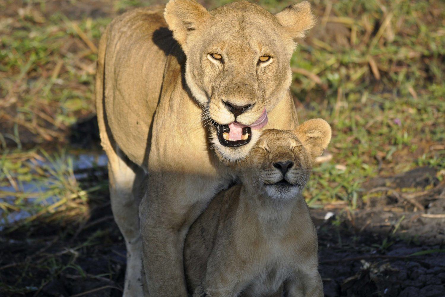 A pride of lions resting on a rock outcrop in Serengeti