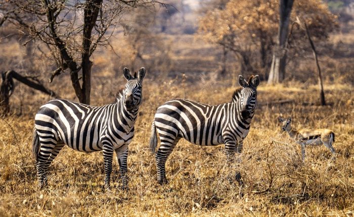 A zebra standing in the open savannah of Serengeti National Park, Tanzania, during a Big Five safari adventure