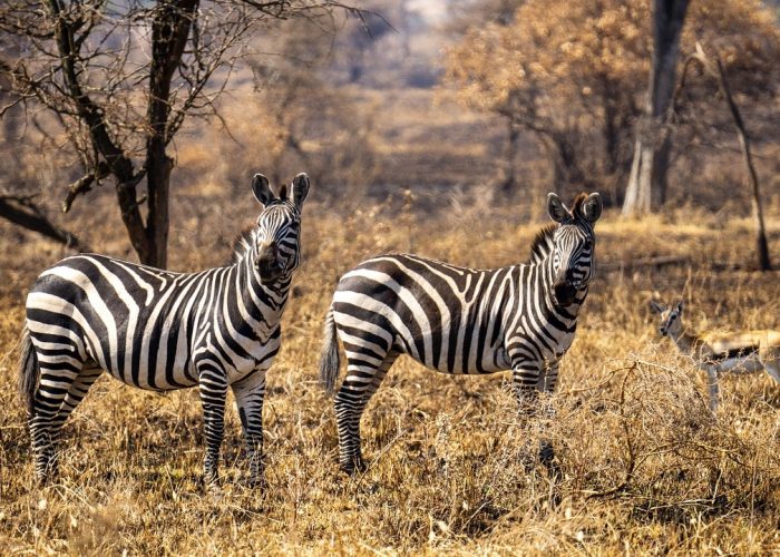 A zebra standing in the open savannah of Serengeti National Park, Tanzania, during a Big Five safari adventure