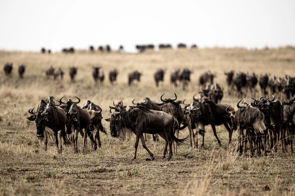 Maasai Mara landscape with wildebeest and elephants grazing on the savannah in Kenya.