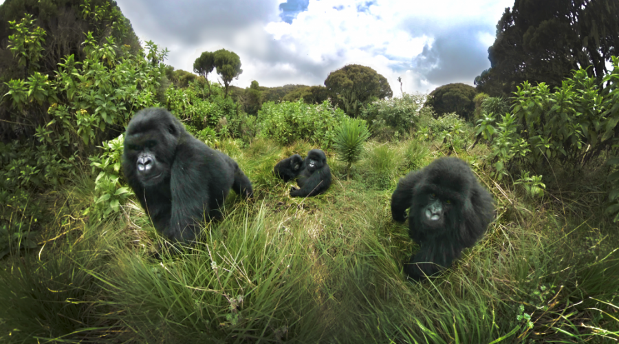 Rwanda safari experiences – Mountain gorillas, Lake Kivu, and Nyungwe Forest