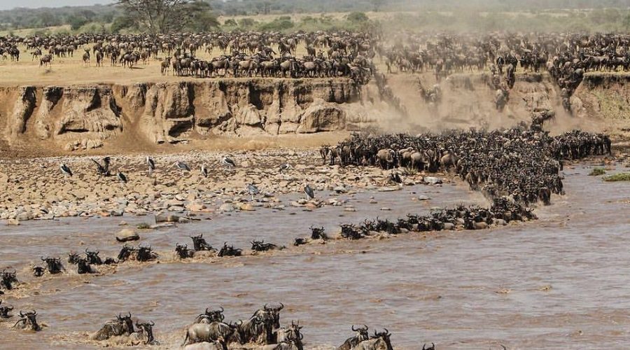 Witness the Wildebeest Migration across Tanzania and Kenya – dramatic river crossings, thrilling wildlife moments, and luxury safaris during the Great Migration